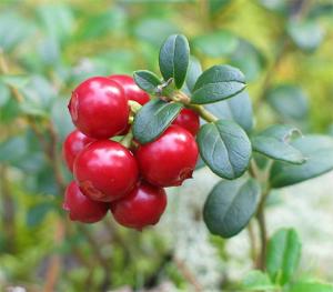 Рецепт міцного здоров’я восени та взимку – ягоди брусниці, фото №1 на сайті 20minut.ua