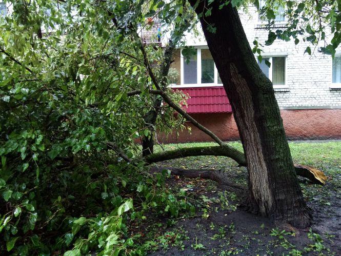 Новини Козятина - фото з Навпроти Чехословацького будинку у дерево влучила блискавка Навпроти Чехословацького будинку у дерево влучила блискавка, фото №2 на сайті 20minut.ua