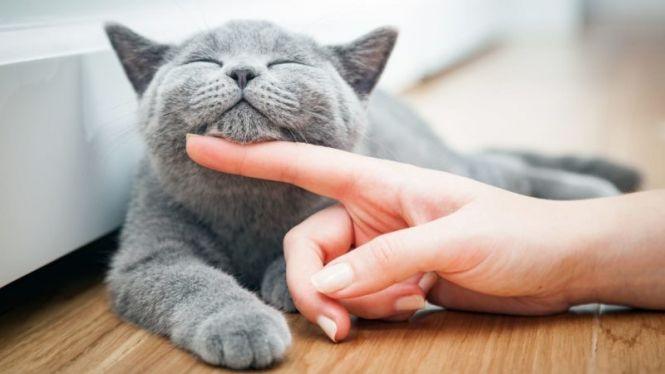 Як пухнасті і вусаті лікують людей: говоримо про кототерапію, фото №1 на сайті 20minut.ua