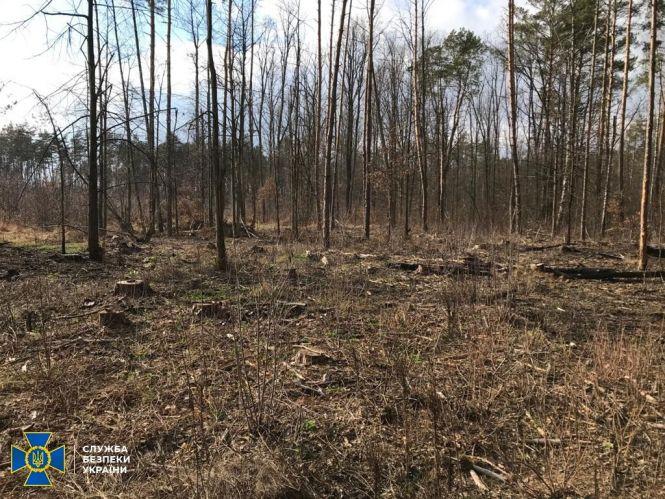 Новини Житомира - фото з На Житомирщині СБУ викрила організоване угруповання на незаконному експорті деревини до Азії на мільйони гривень На Житомирщині СБУ викрила організоване угруповання на незаконному експорті деревини до Азії на мільйони гривень, фото №2 на сайті 20minut.ua
