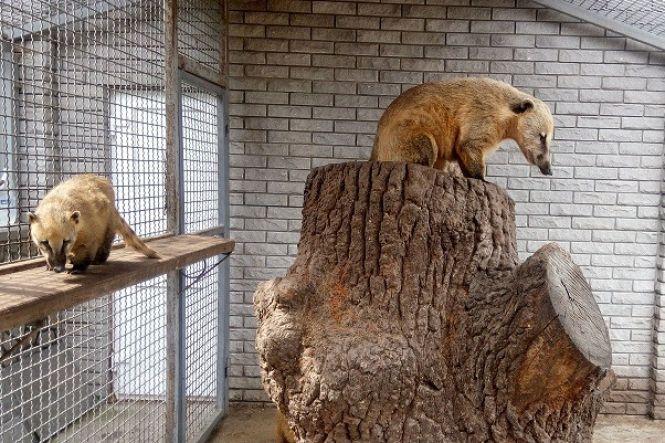 Новини Вінниці - фото з Дедалі більше компаній і підприємців стають опікунами для вихованців Подільського зоопарку Дедалі більше компаній і підприємців стають опікунами для вихованців Подільського зоопарку, фото №3 на сайті 20minut.ua