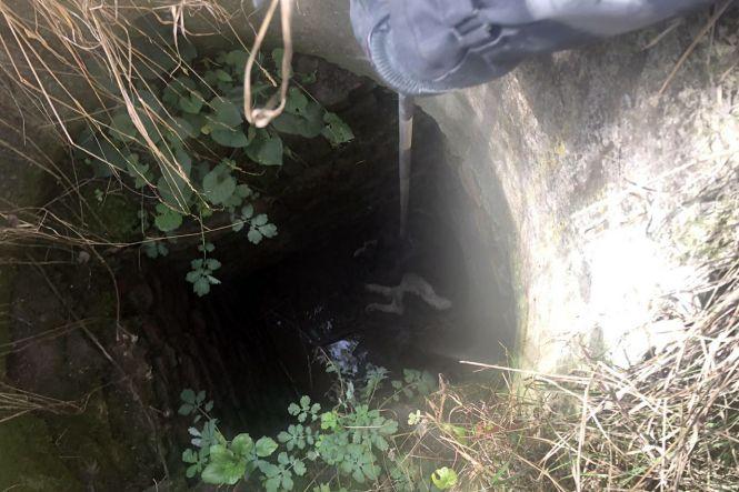 Новини Хмельницького - фото з На Хмельниччині врятували собаку із 4-метрової ями На Хмельниччині врятували собаку із 4-метрової ями, фото №2 на сайті vsim.ua