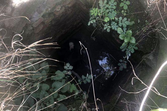 Новини Хмельницького - фото з На Хмельниччині врятували собаку із 4-метрової ями На Хмельниччині врятували собаку із 4-метрової ями, фото №1 на сайті vsim.ua