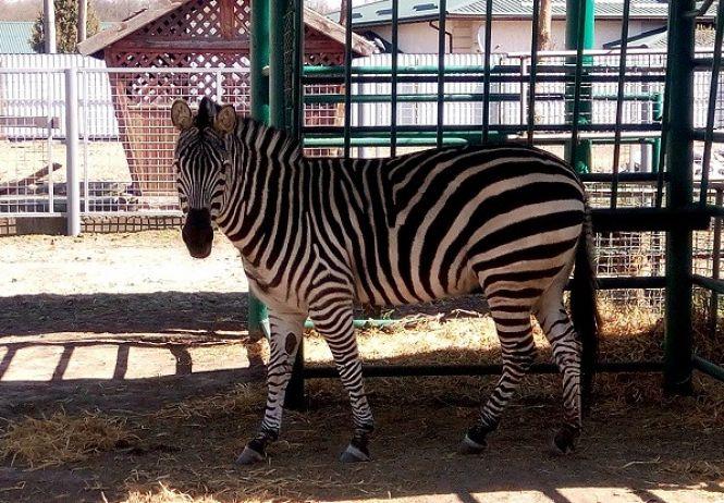 Новини Вінниці - фото з Дедалі більше компаній і підприємців стають опікунами для вихованців Подільського зоопарку Дедалі більше компаній і підприємців стають опікунами для вихованців Подільського зоопарку, фото №2 на сайті 20minut.ua