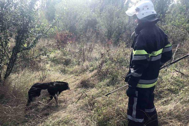 Новини Хмельницького - фото з На Хмельниччині врятували собаку із 4-метрової ями На Хмельниччині врятували собаку із 4-метрової ями, фото №3 на сайті vsim.ua