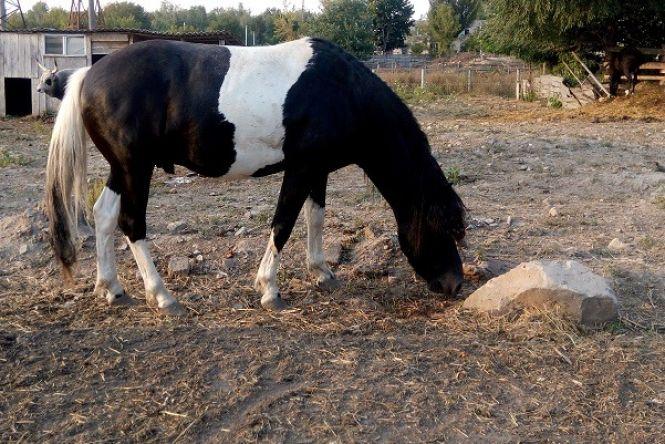 Новини Вінниці - фото з Дедалі більше компаній і підприємців стають опікунами для вихованців Подільського зоопарку Дедалі більше компаній і підприємців стають опікунами для вихованців Подільського зоопарку, фото №1 на сайті 20minut.ua