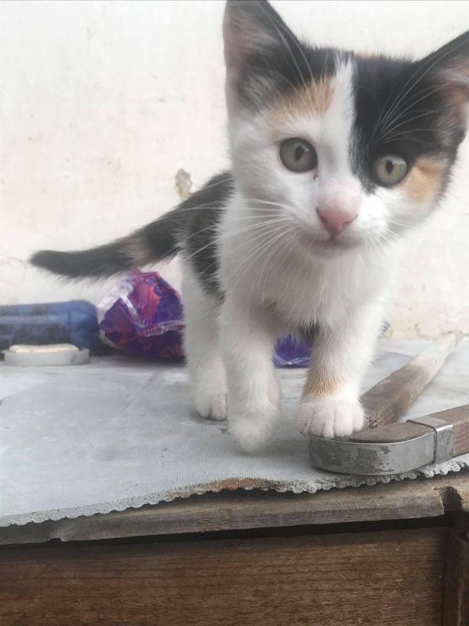 «Вони просто сиділи і чекали своєї смерті напевно». Нелюди викинули кошенят на трасі, фото №2 на сайті 20minut.ua