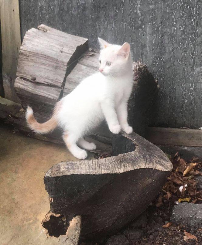 «Вони просто сиділи і чекали своєї смерті напевно». Нелюди викинули кошенят на трасі, фото №1 на сайті 20minut.ua