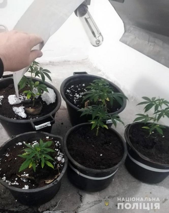 У будинку мешканця Чуднова поліцейські виявили "ферму" по вирощуванню конопель, фото №2 на сайті 20minut.ua