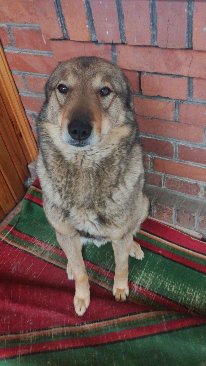 Новини Хмельницького - фото з В центрі Хмельницького від отруєнь померли собаки: підозрюють догхантерів В центрі Хмельницького від отруєнь померли собаки: підозрюють догхантерів, фото №1 на сайті vsim.ua
