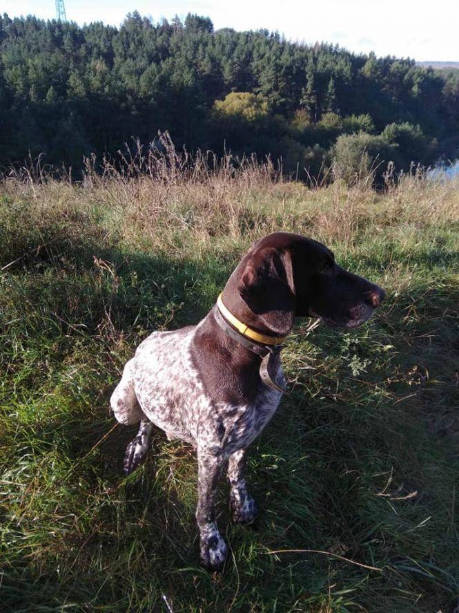 Просять допомогти знайти «Тумана», фото №1 на сайті 20minut.ua