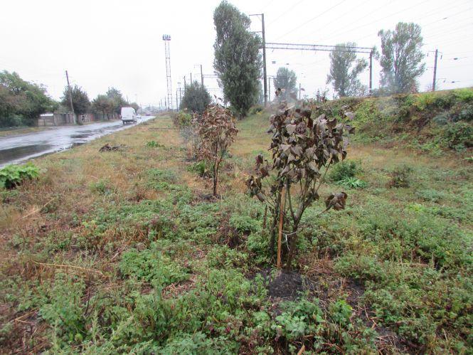Про Козятин заговорили в Києві, фото №2 на сайті 20minut.ua