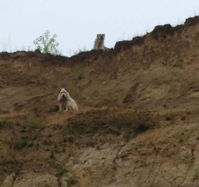 Новини Вінниці - фото з «Один сидить над чашею кар'єра та охороняє іншого». Історія пари алабаїв з хепі ендом «Один сидить над чашею кар'єра та охороняє іншого». Історія пари алабаїв з хепі ендом, фото №1 на сайті 20minut.ua