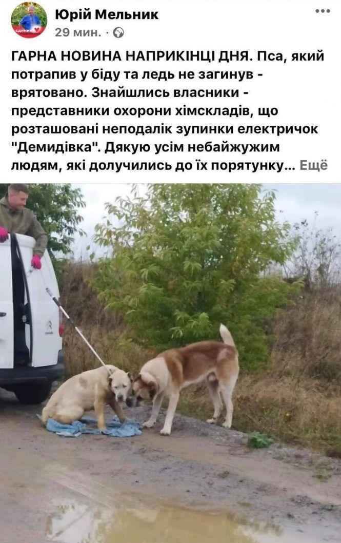 Новини Вінниці - фото з «Один сидить над чашею кар'єра та охороняє іншого». Історія пари алабаїв з хепі ендом «Один сидить над чашею кар'єра та охороняє іншого». Історія пари алабаїв з хепі ендом, фото №2 на сайті 20minut.ua