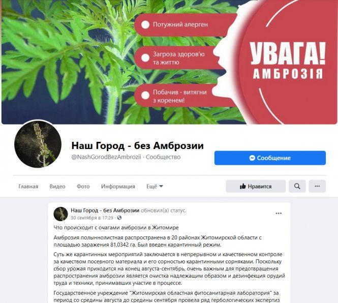 Новини Житомира - фото з Що відбувається з вогнищами амброзії у Житомирі? Що відбувається з вогнищами амброзії у Житомирі?, фото №1 на сайті 20minut.ua