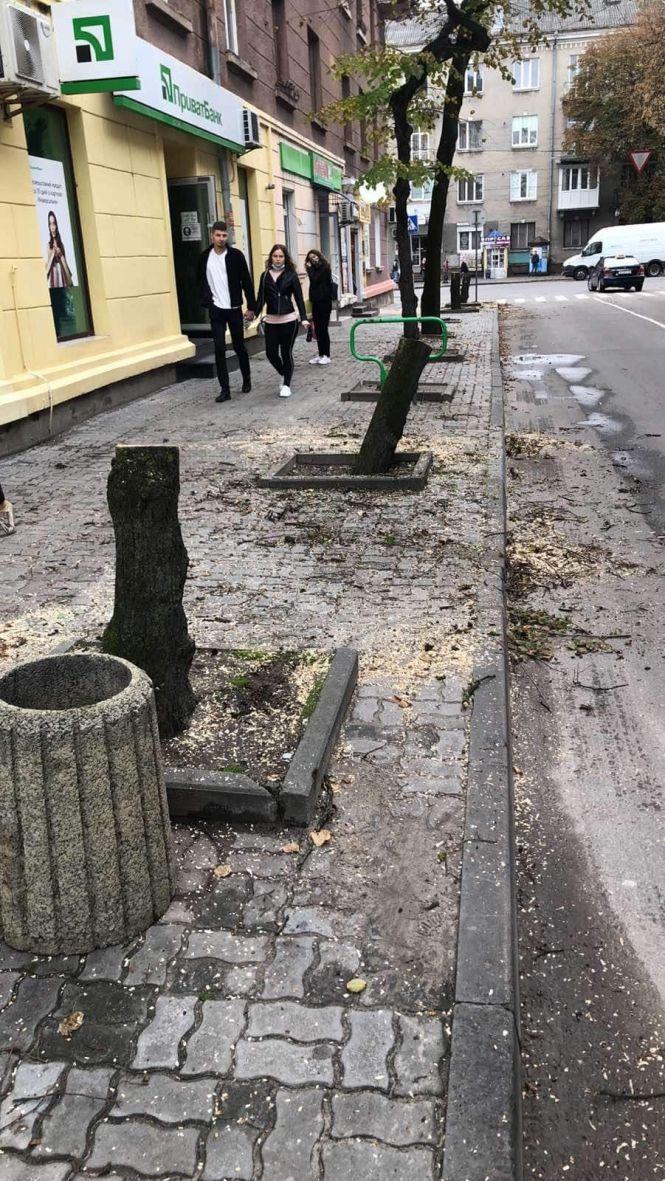 Новини Тернополя - фото з На вул. Кардинала Йосипа Сліпого замість аварійних лип висадять катальпи На вул. Кардинала Йосипа Сліпого замість аварійних лип висадять катальпи, фото №1 на сайті 20minut.ua