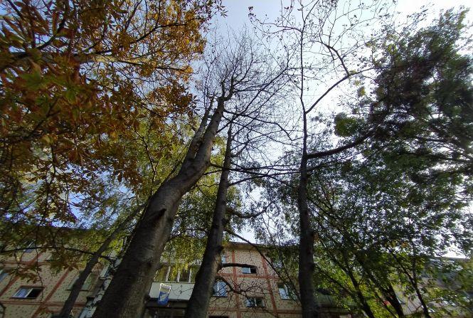 Хто обрізає дерева? На 600-річчя сухі каштани можуть звалитися на авто і людей, фото №3 на сайті 20minut.ua