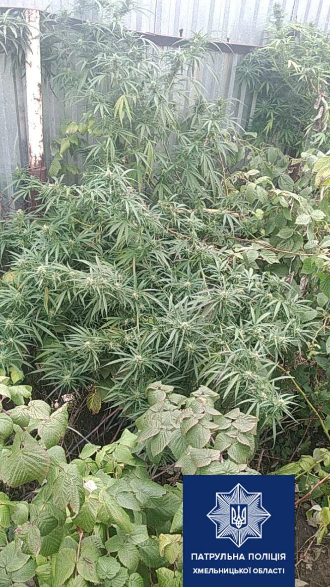 Від "порошку" до коноплі: у Хмельницькому за вихідні спіймали 7 людей з наркотиками, фото №2 на сайті vsim.ua