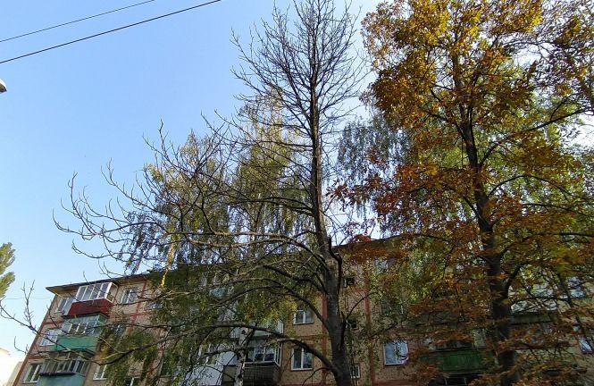 Хто обрізає дерева? На 600-річчя сухі каштани можуть звалитися на авто і людей, фото №2 на сайті 20minut.ua