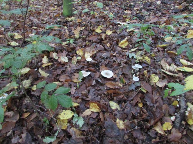 На старті сезон збору грибів. Будьте обережні, фото №1 на сайті 20minut.ua