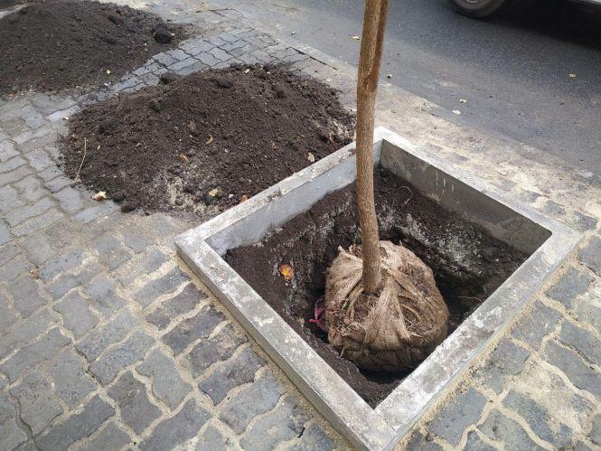 Новини Тернополя - фото з Фото дня: на вулиці Йосипа Сліпого висадили молоді катальпи Фото дня: на вулиці Йосипа Сліпого висадили молоді катальпи, фото №1 на сайті 20minut.ua