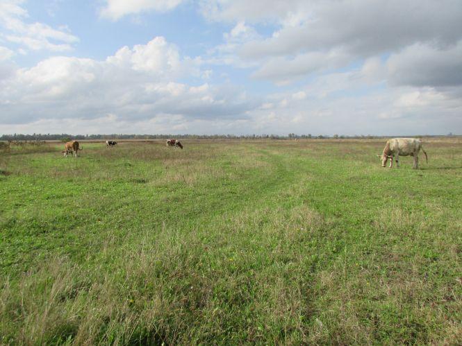 Новини Козятина - фото з Прогулянка Козятинщиною: ревучі корови, хаос у лісосмузі та темпи будівельників Прогулянка Козятинщиною: ревучі корови, хаос у лісосмузі та темпи будівельників, фото №10 на сайті 20minut.ua