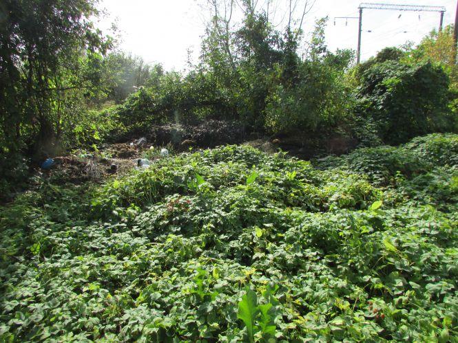 Новини Козятина - фото з Прогулянка Козятинщиною: ревучі корови, хаос у лісосмузі та темпи будівельників Прогулянка Козятинщиною: ревучі корови, хаос у лісосмузі та темпи будівельників, фото №5 на сайті 20minut.ua