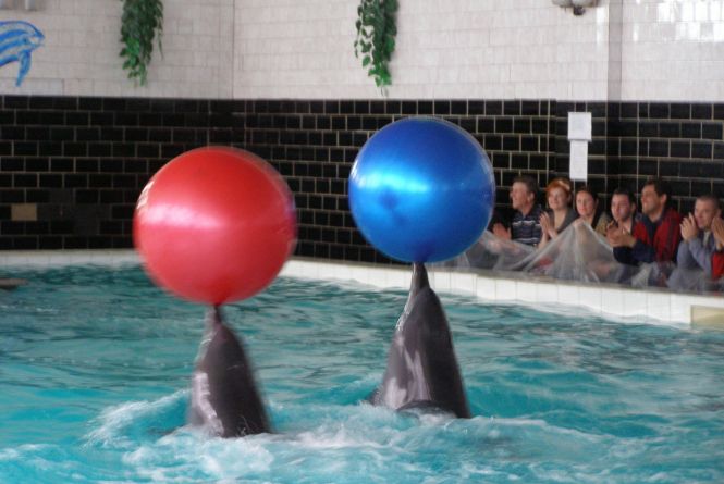 Новини Вінниці - фото з Важливе за вчора. Найцікавіші новини 20 жовтня, які ви могли пропустити Дельфінів з Хмільника Лілу й Аделіну по $100000 кожен випустили в море? Такий висновок слідчого