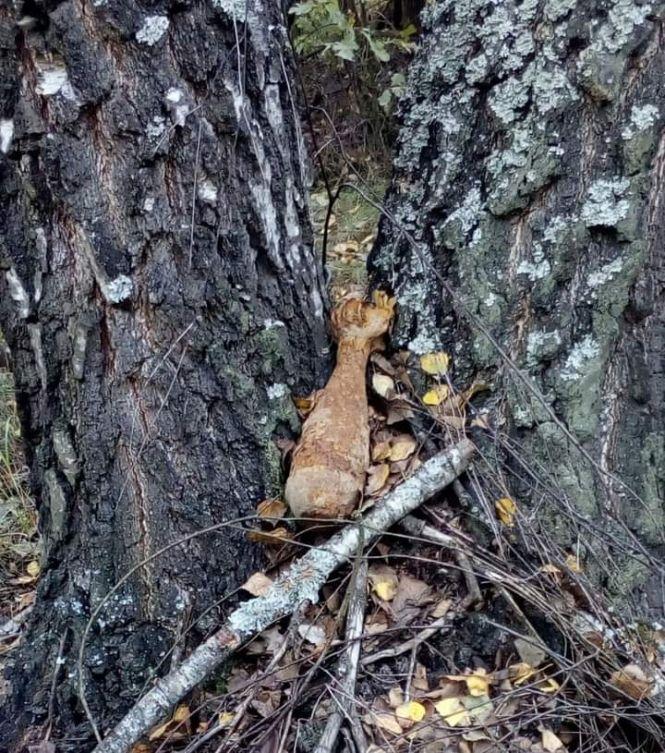 Грибники на Коростенщині натрапили на старі снаряди, фото №1 на сайті 20minut.ua