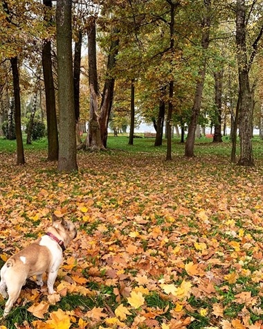 Новини Тернополя - фото з Неймовірна осінь у Файному місті: найкращі фото з соцмережі Instagram Неймовірна осінь у Файному місті: найкращі фото з соцмережі Instagram, фото №1 на сайті 20minut.ua