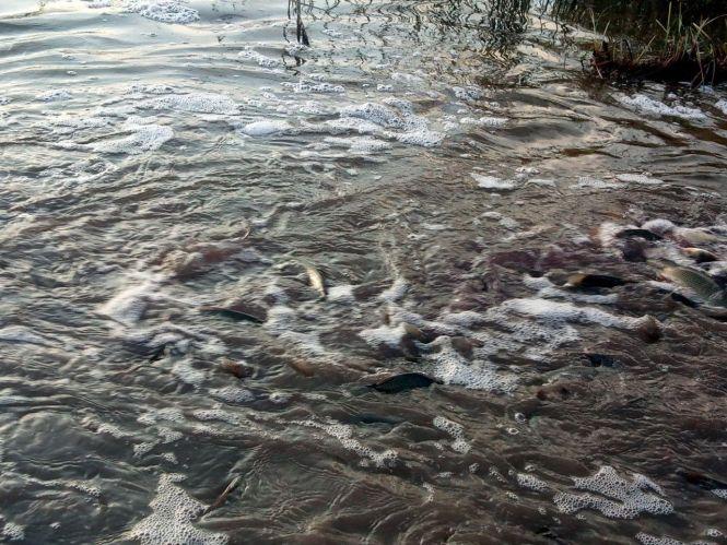 Новини Житомира - фото з У водойми Житомирського району випущено 1 146 кг молоді риби У водойми Житомирського району випущено 1 146 кг молоді риби, фото №1 на сайті 20minut.ua