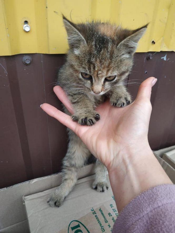 Дівчатко-тигренятко шукає господарів, фото №1 на сайті 20minut.ua