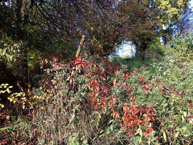 Старовинні козятинські кладовища. Частина 2. Російський цвинтар, фото №2 на сайті 20minut.ua