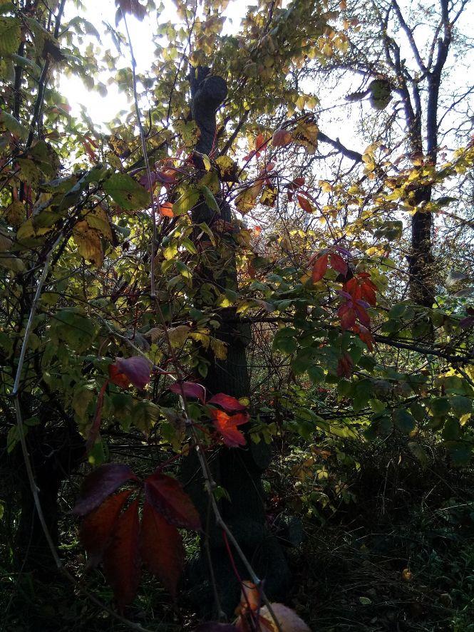 Старовинні козятинські кладовища. Частина 2. Російський цвинтар, фото №4 на сайті 20minut.ua