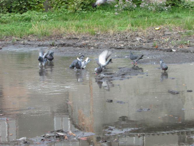 Прогулянка Козятинщиною: голубиний рай, загадкові люки та нові ліхтарі, фото №6 на сайті 20minut.ua