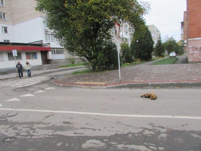 Новини Козятина - фото з Прогулянка Козятинщиною: Білоцерківський міст, пес «гуморист» та богатир Дамір Прогулянка Козятинщиною: Білоцерківський міст, пес «гуморист» та богатир Дамір, фото №5 на сайті 20minut.ua