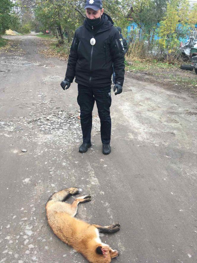 Новини Козятина - фото з Скажений лис у Козятині: люди викликали поліцію Скажений лис у Козятині: люди викликали поліцію, фото №1 на сайті 20minut.ua