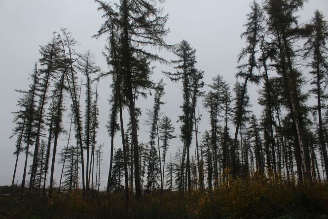 П’ятничанський парк занедбаний: дерева гинуть, а місту та області він не потрібен?