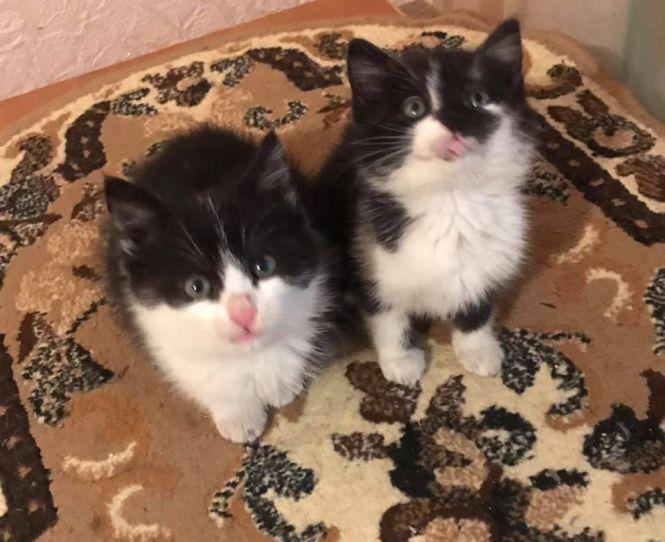 Новини Козятина - фото з «Викинули з машини у двір багатоповерхівки»: шукають господарів для песиків та кошенят «Викинули з машини у двір багатоповерхівки»: шукають господарів для песиків та кошенят, фото №1 на сайті 20minut.ua