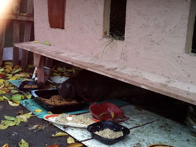 Новини Козятина - фото з На свій День народження зробила подарунок для тварин На свій День народження зробила подарунок для тварин, фото №3 на сайті 20minut.ua