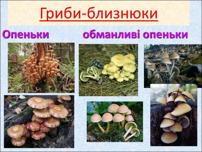 В Козятинському районі зафіксували випадок отруєння грибами, фото №3 на сайті 20minut.ua