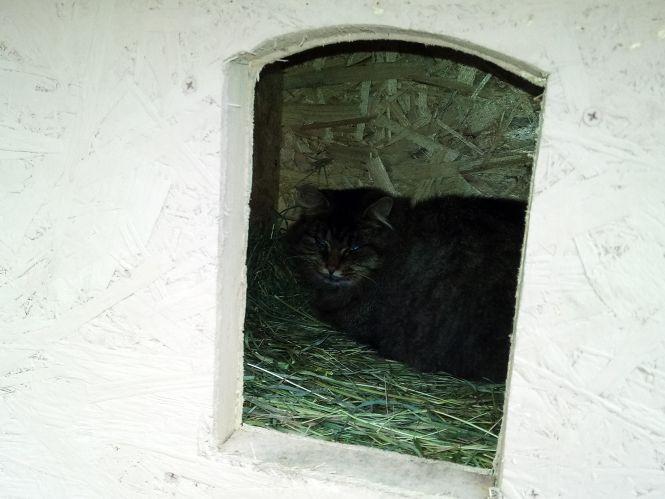 Новини Козятина - фото з На свій День народження зробила подарунок для тварин На свій День народження зробила подарунок для тварин, фото №1 на сайті 20minut.ua