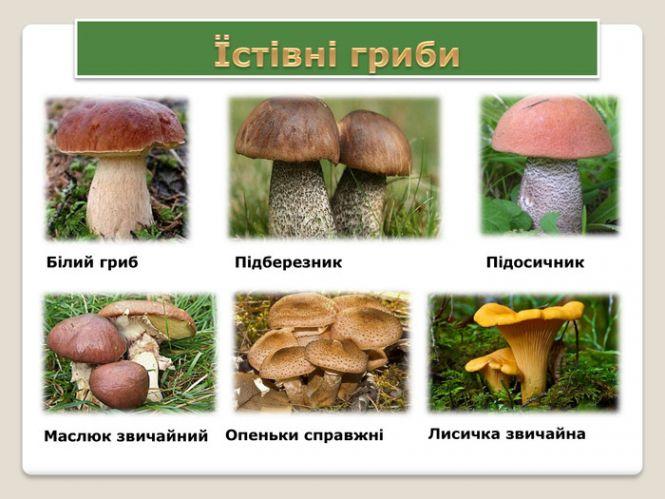 В Козятинському районі зафіксували випадок отруєння грибами, фото №1 на сайті 20minut.ua