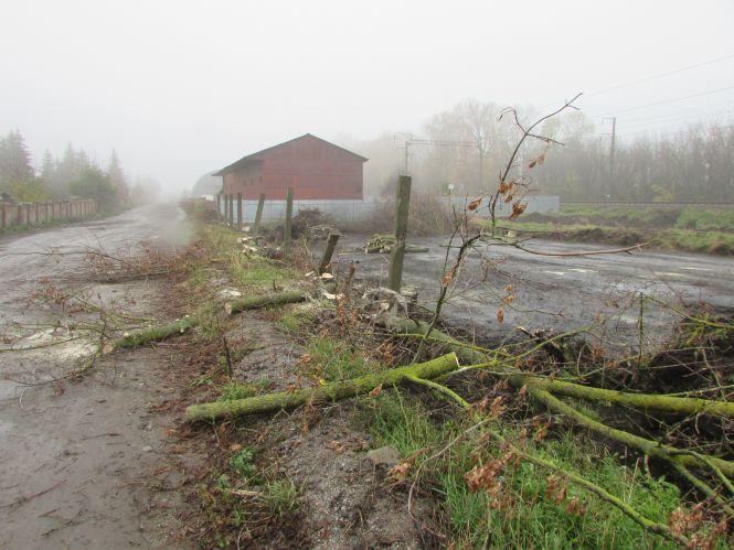 Прогулянка Козятинщиною: лебеді, бездоріжжя і рожевий унітаз, фото №4 на сайті 20minut.ua