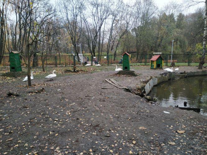 Новини Тернополя - фото з Лань, буйволи, олені, кози та інші: як живуть тварини в зоокутку «Топільче». Репортаж "20 хвилин"