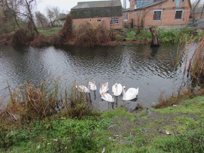 Прогулянка Козятинщиною: лебеді, бездоріжжя і рожевий унітаз, фото №3 на сайті 20minut.ua