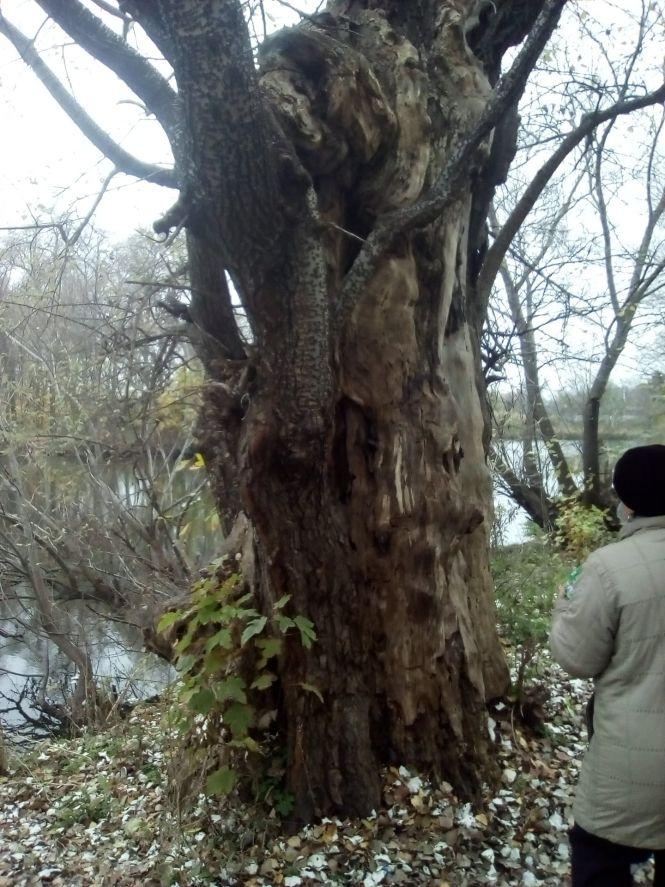 Новини Козятина - фото з Аварійно-небезпечні дерева: до Козятина приїжджав інженер лісопатолог Аварійно-небезпечні дерева: до Козятина приїжджав інженер лісопатолог, фото №2 на сайті 20minut.ua