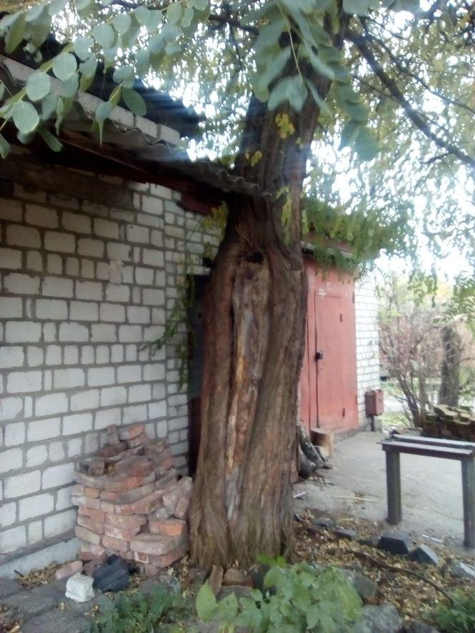 Новини Козятина - фото з Аварійно-небезпечні дерева: до Козятина приїжджав інженер лісопатолог Аварійно-небезпечні дерева: до Козятина приїжджав інженер лісопатолог, фото №1 на сайті 20minut.ua