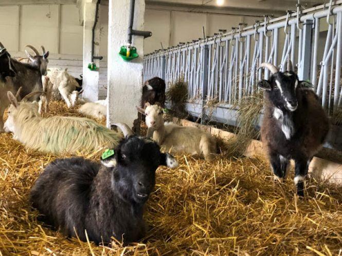 Новини Козятина - фото з Вишукані французькі сири виготовляє наш земляк Вишукані французькі сири виготовляє наш земляк, фото №3 на сайті 20minut.ua