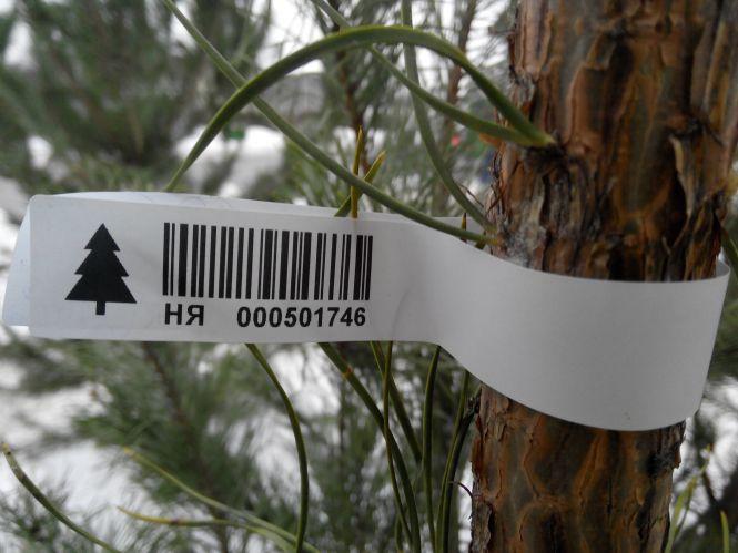 Новини Тернополя - фото з Тернополяни розповіли, скільки коштує виростити ялинку вдома. А де її можна легально придбати до свят? Тернополяни розповіли, скільки коштує виростити ялинку вдома. А де її можна легально придбати до свят?, фото №3 на сайті 20minut.ua